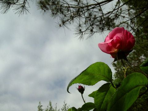 rose-against-grey-sky