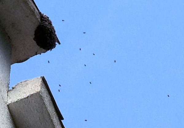 bees