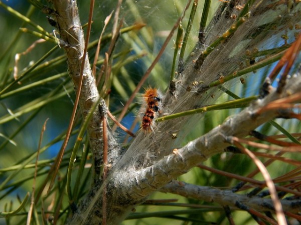 caterpillars-605572_640