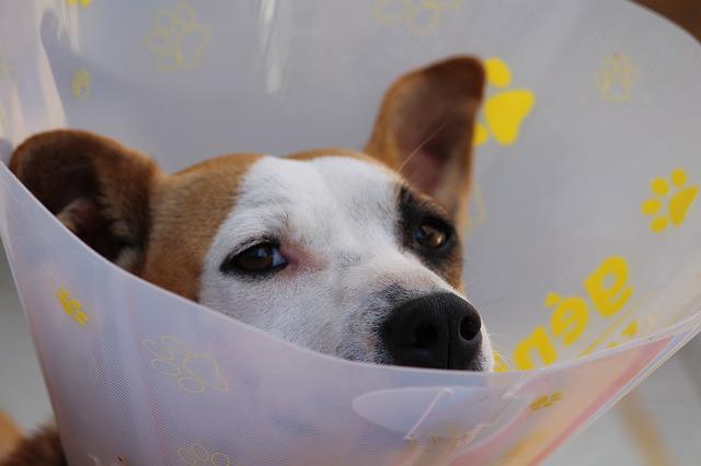 Dog Dog Head Protective Collar Ruff - Counselling / Pixabay
