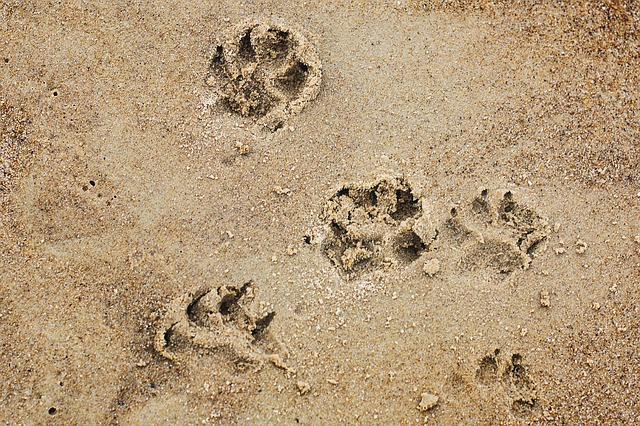 Dog Doggy Dog Paws Paws Beach - Katrina_S / Pixabay