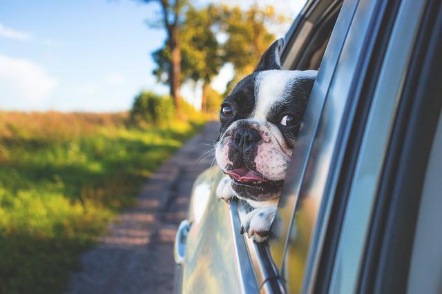 Dog Pet Car Window Drive Road Trip - Pexels / Pixabay