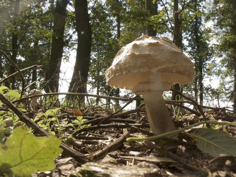 Would you eat this mushroom?