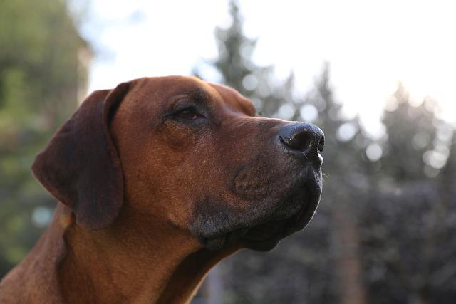 Dog Ridgeback Puppy - erkhim / Pixabay