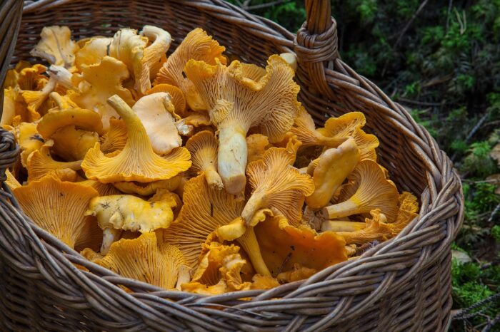 fungus, mushroom, sponge