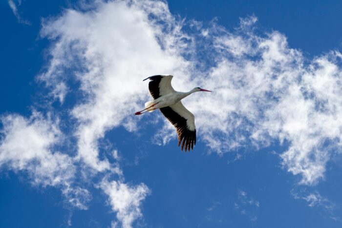 A large bird flying through a cloudy blue sky