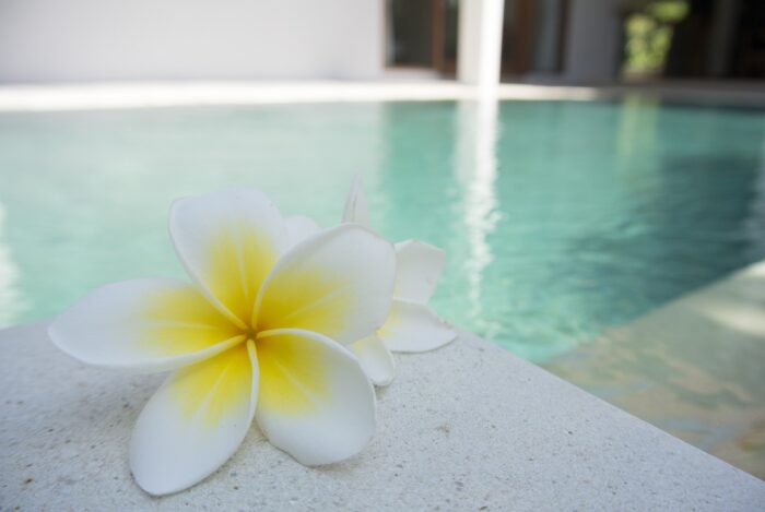 flower, frangipani, pool, tropical, exotic, bali, beautiful flowers, aroma, scent, spa, poolside, bali, spa, nature, spa, spa, spa, flower background, flower wallpaper, spa